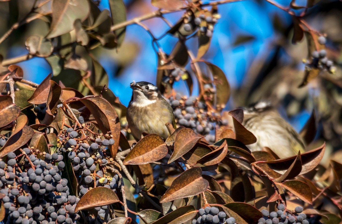 白头鹎（十八）
