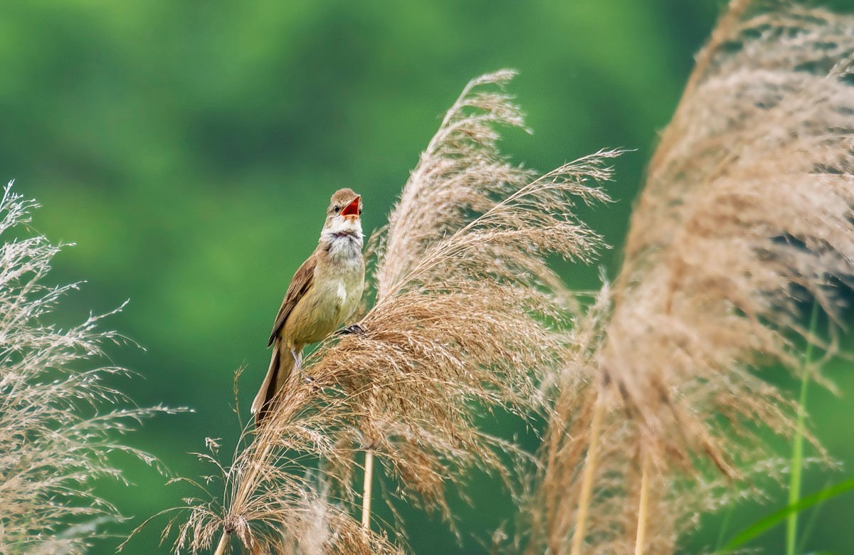 爱唱歌的大苇莺（五）