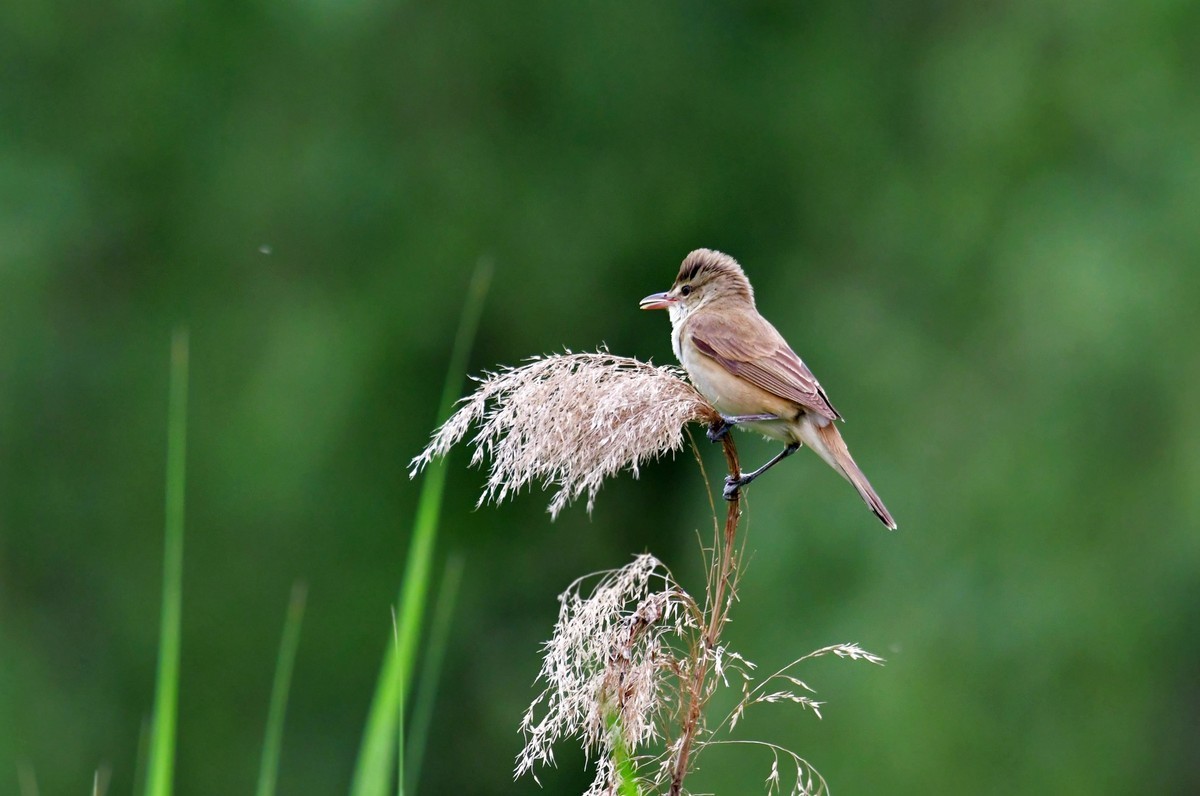 爱唱歌的大苇莺（五）
