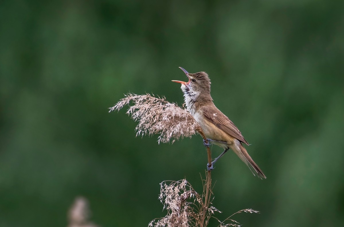 爱唱歌的大苇莺（五）
