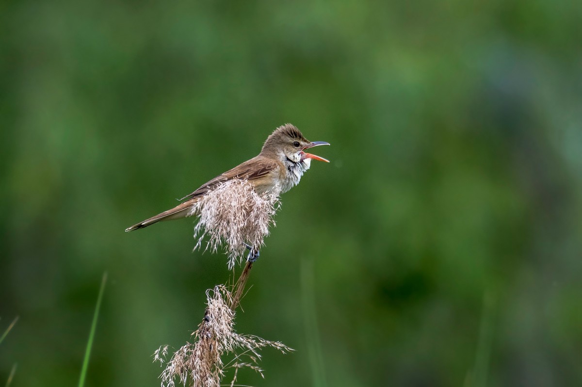爱唱歌的大苇莺（五）