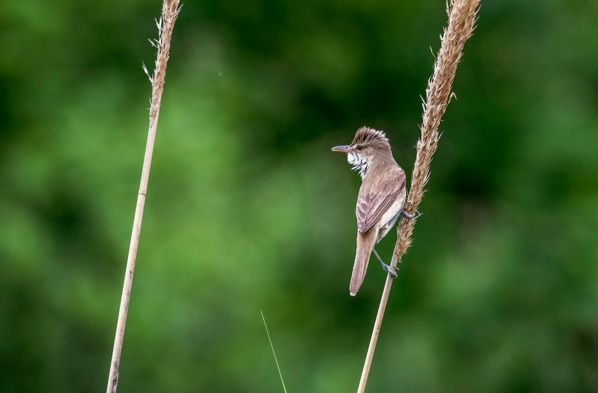 爱唱歌的大苇莺（五）