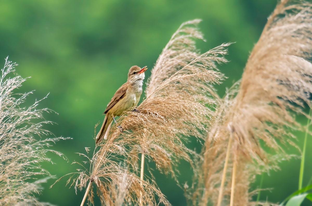 爱唱歌的大苇莺（五）