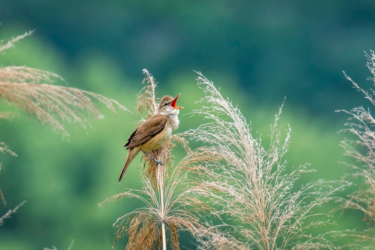 爱唱歌的大苇莺（五）