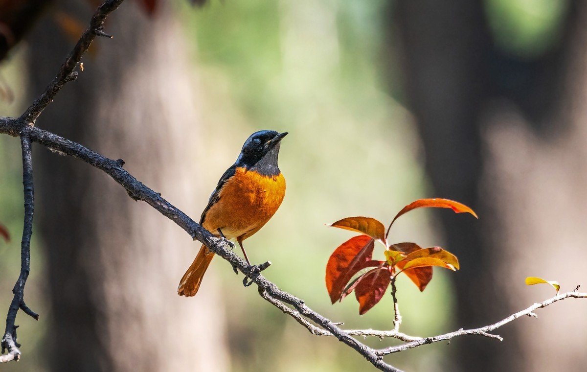 北红尾鸲（三十七）