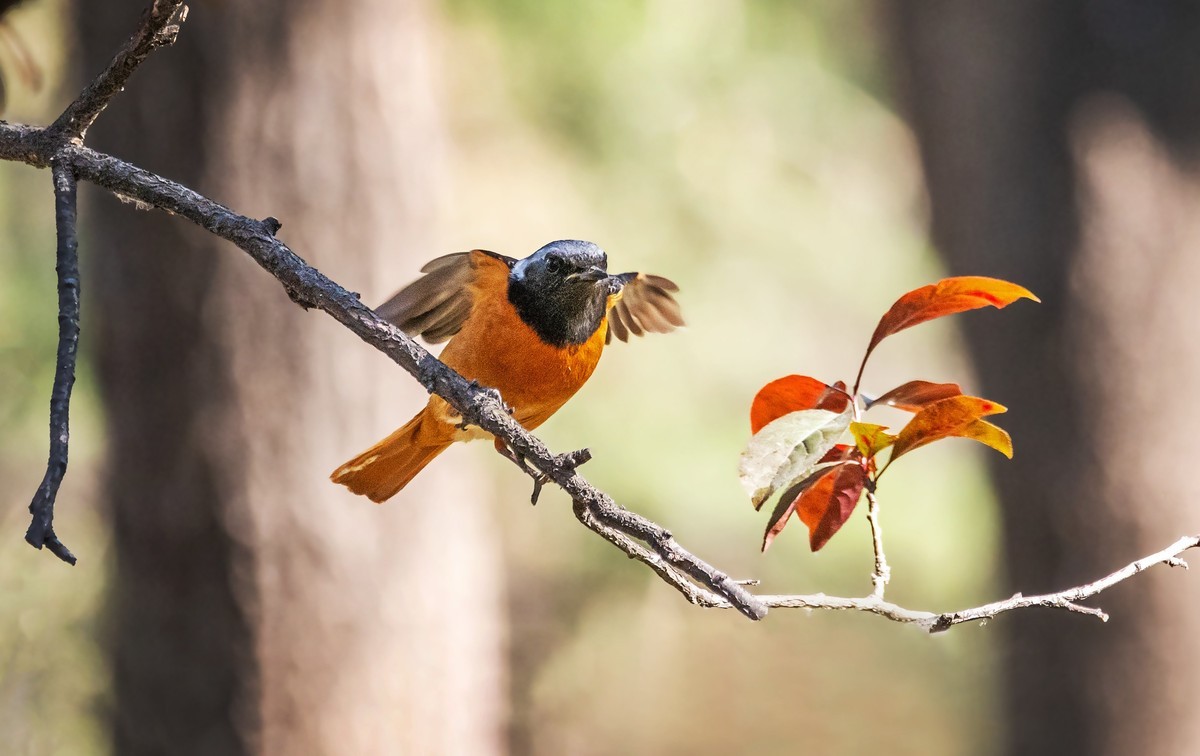 北红尾鸲（三十七）