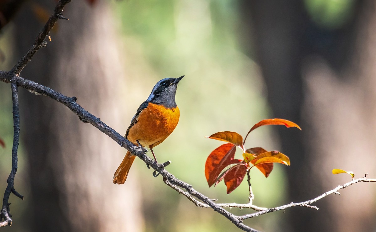 北红尾鸲（三十七）