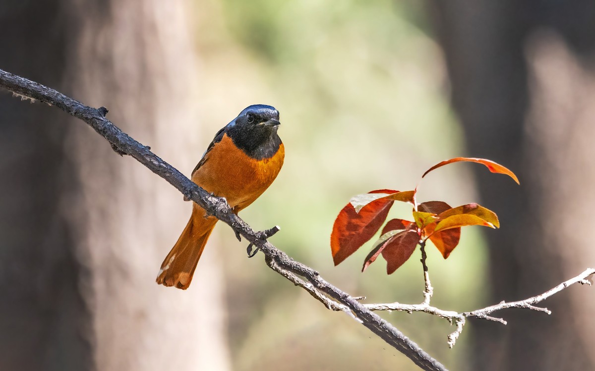 北红尾鸲（三十七）