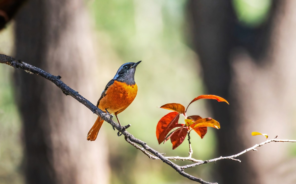 北红尾鸲（三十七）