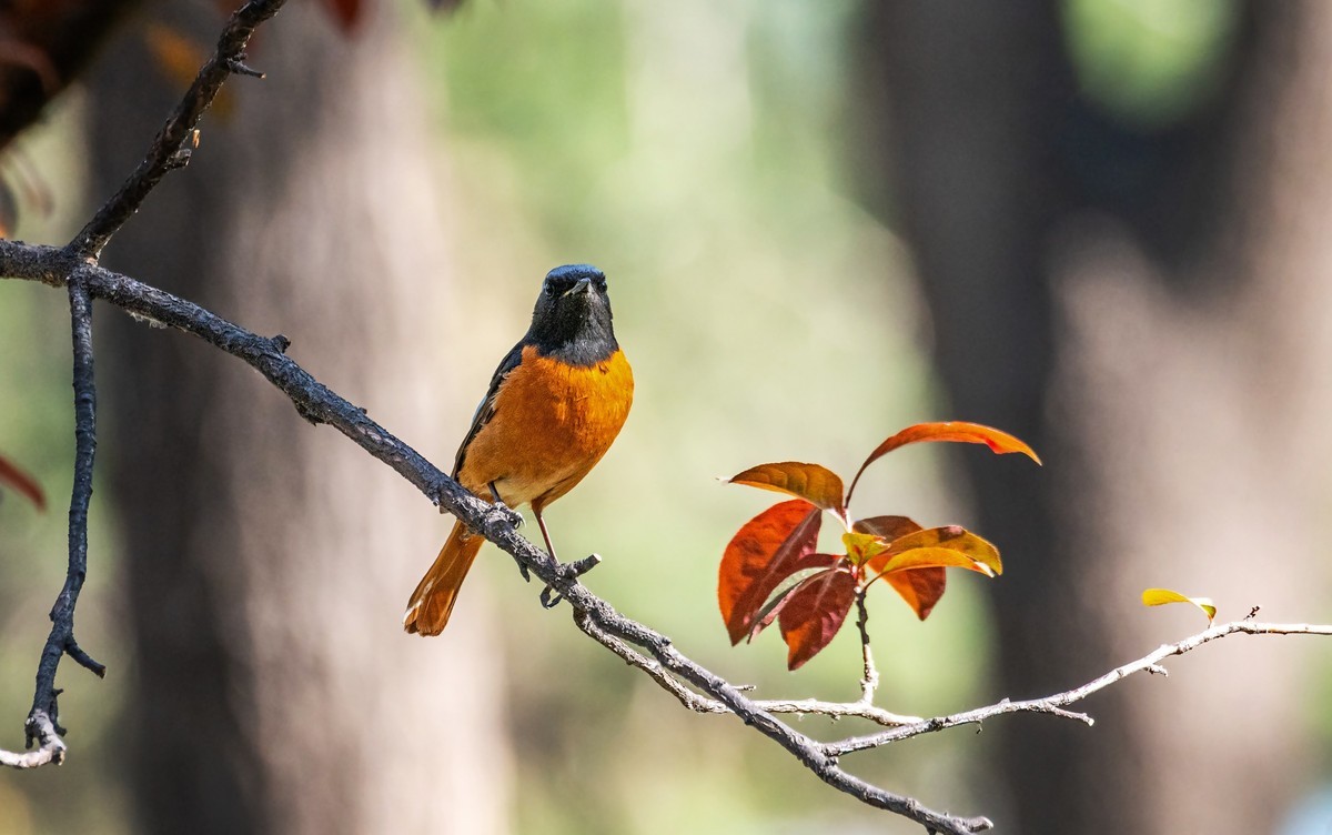 北红尾鸲（三十七）