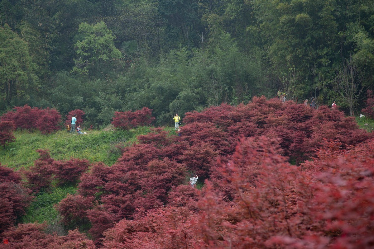 八塘黄金谷（7）