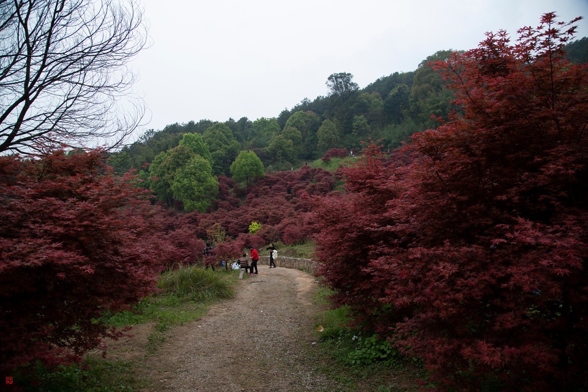 八塘黄金谷（7）