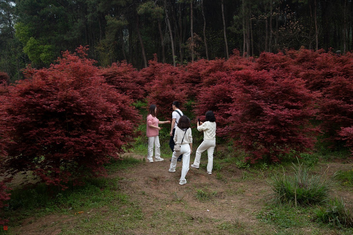 八塘黄金谷（7）