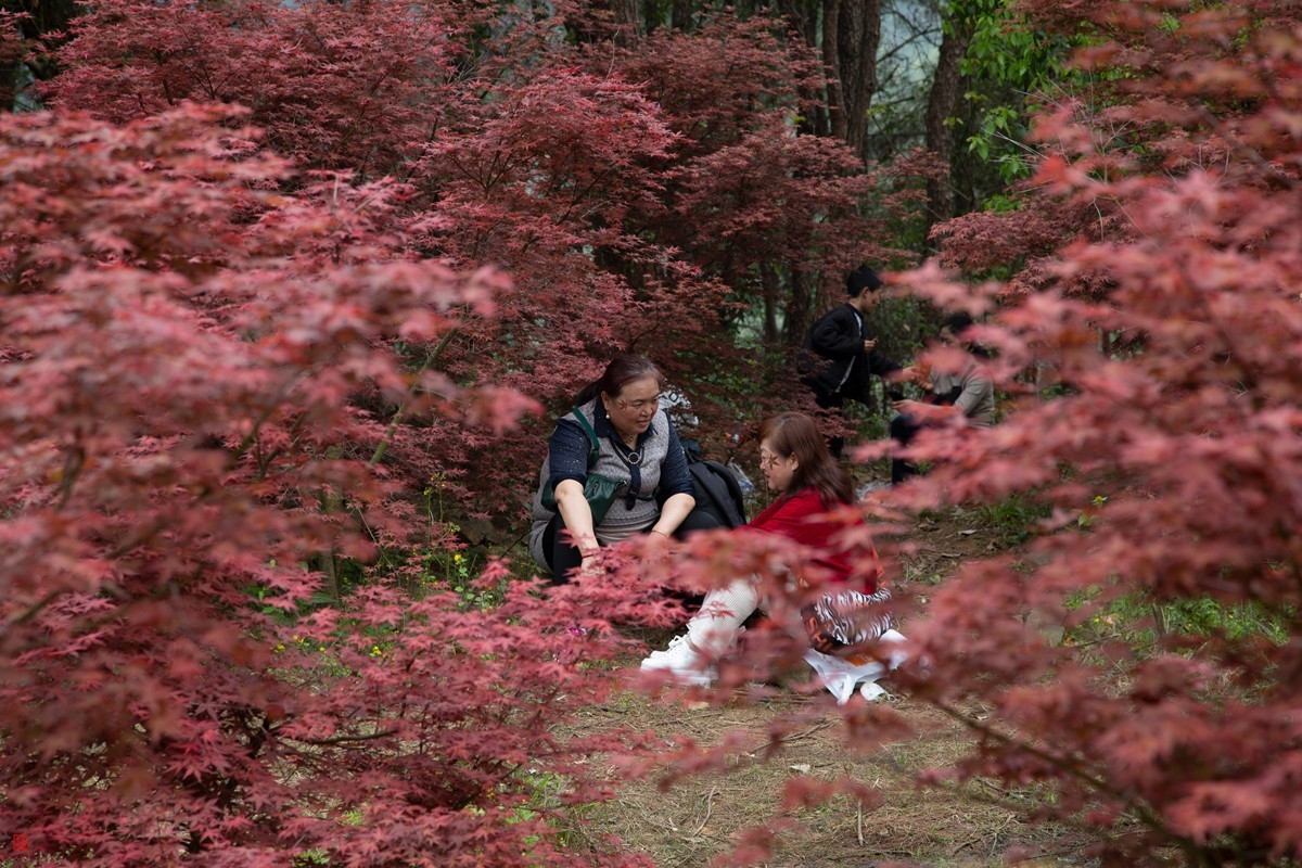 八塘黄金谷（7）