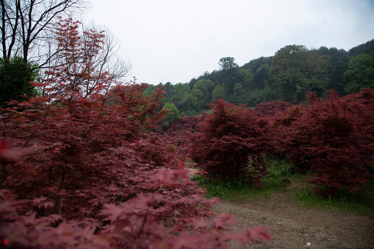 八塘黄金谷（7）