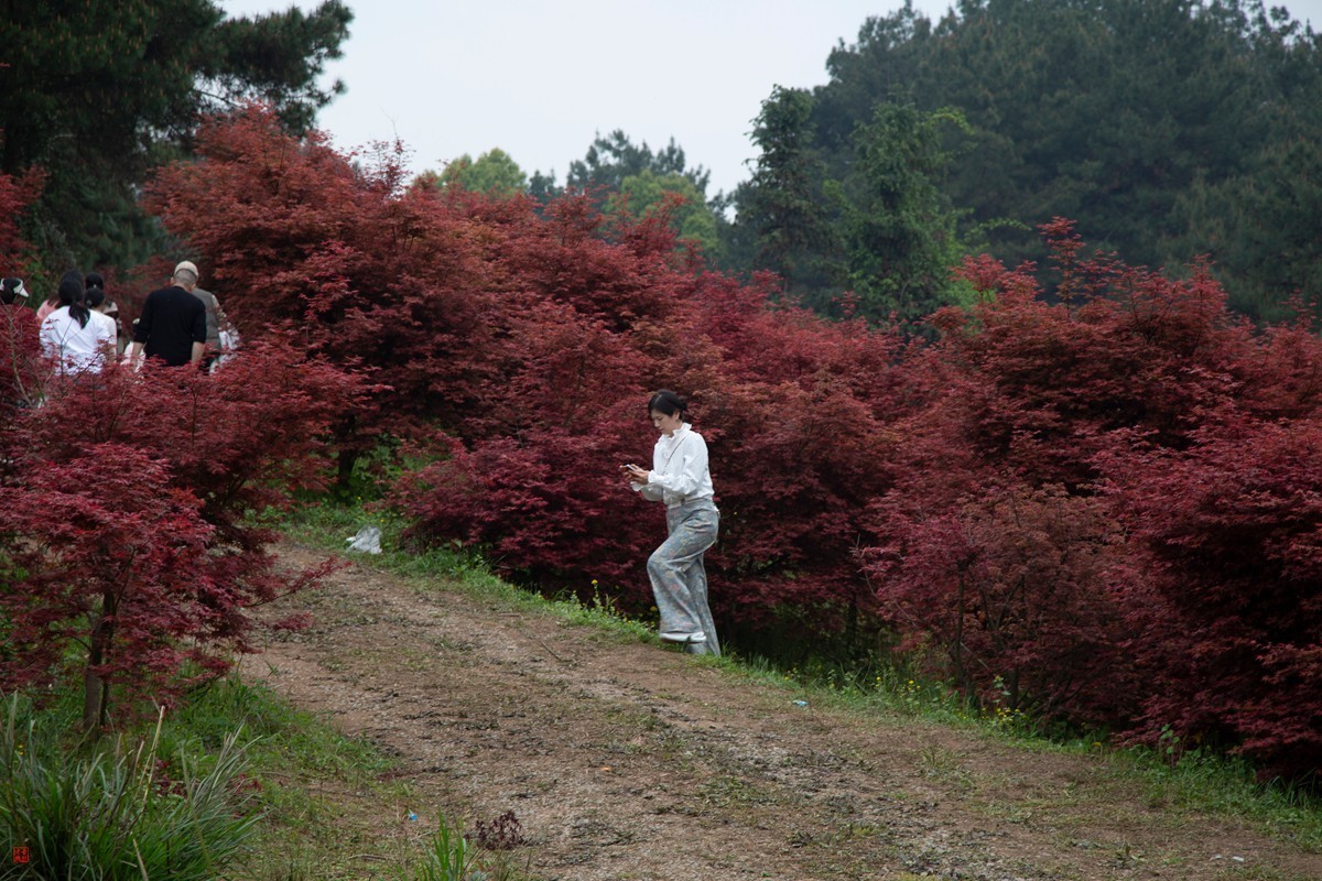 八塘黄金谷（7）