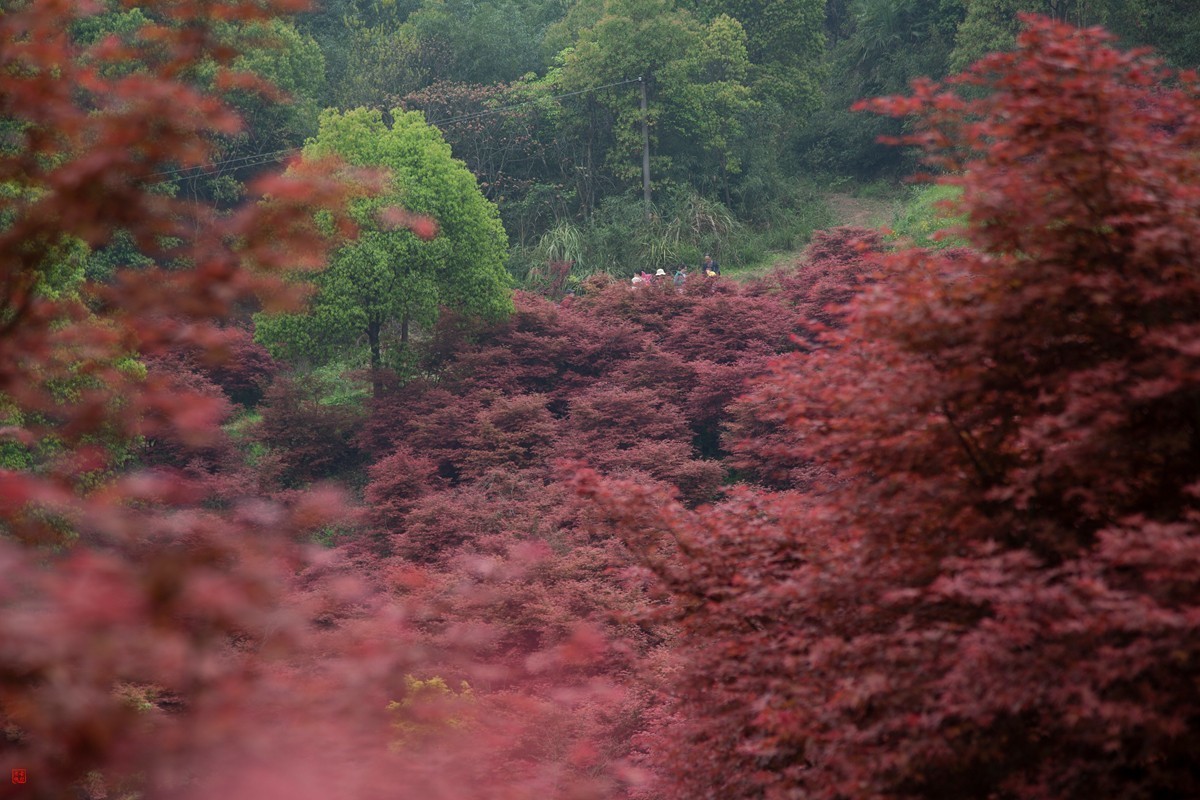 八塘黄金谷（7）