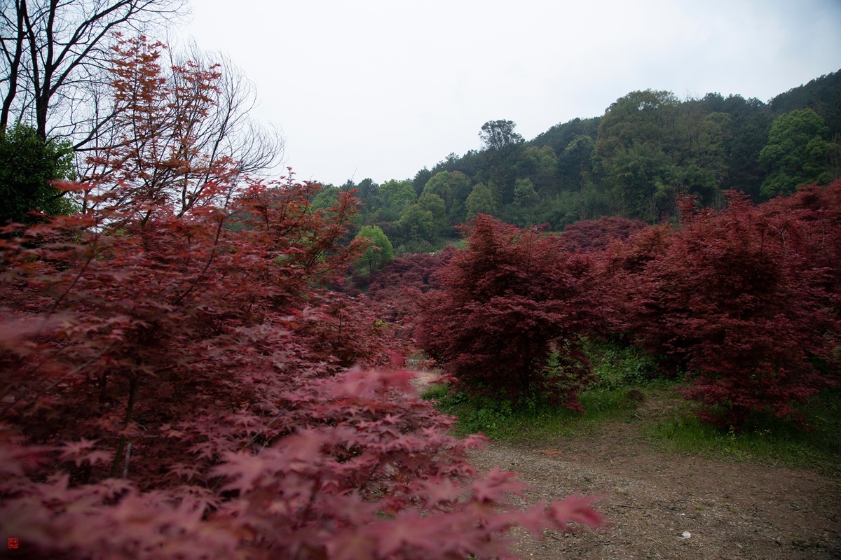 八塘黄金谷（7）