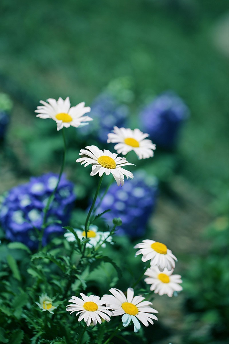 小花......