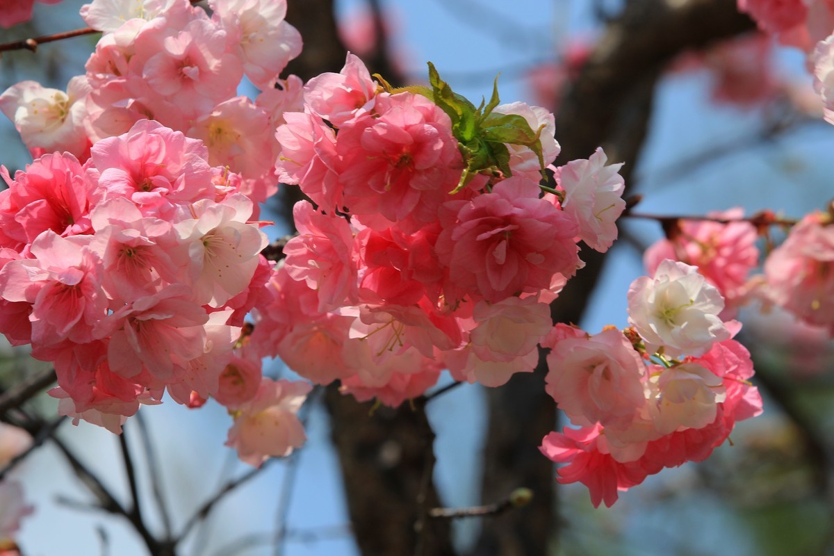 2022年摄影花卉一167