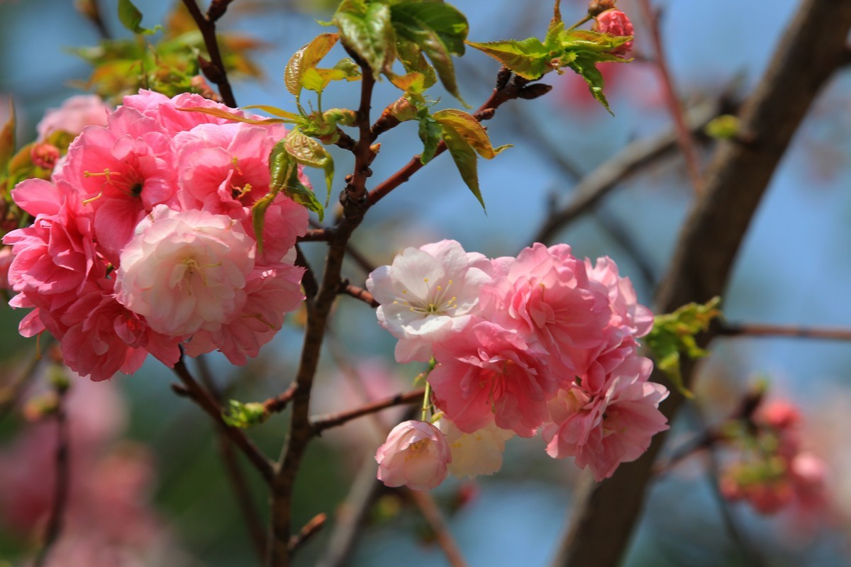 2022年摄影花卉一167