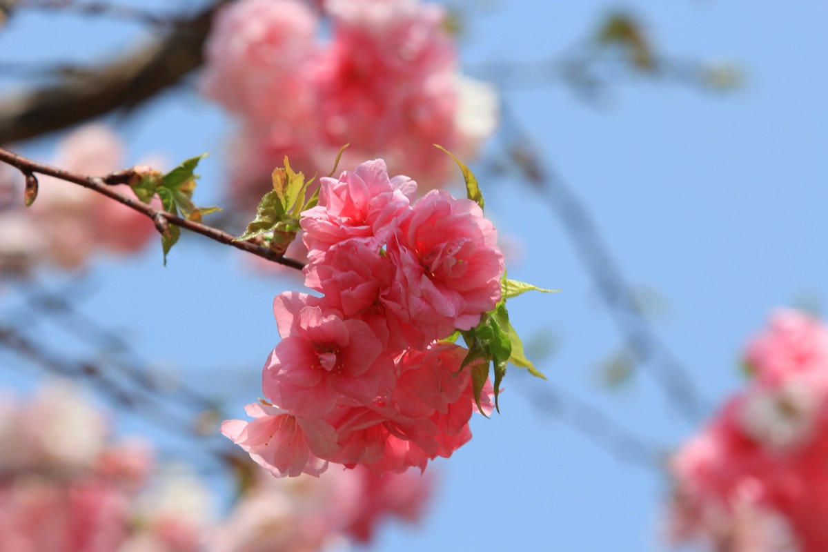 2022年摄影花卉一167