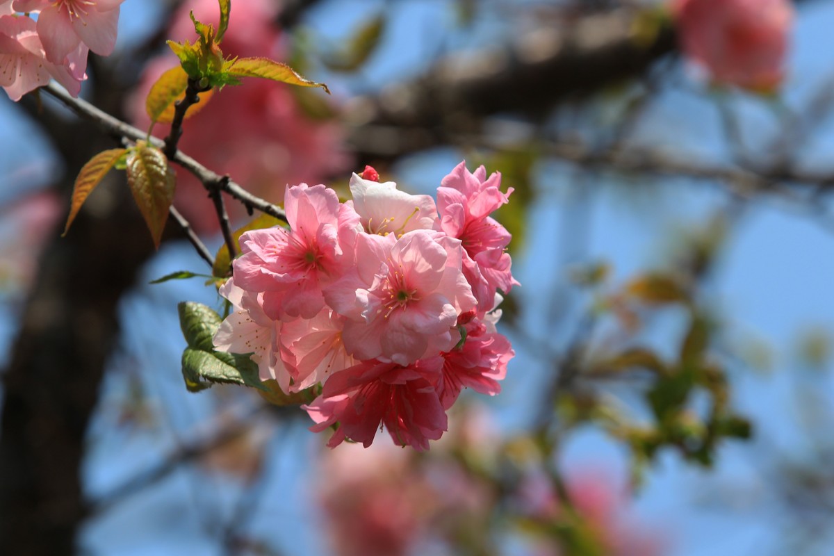 2022年摄影花卉一167