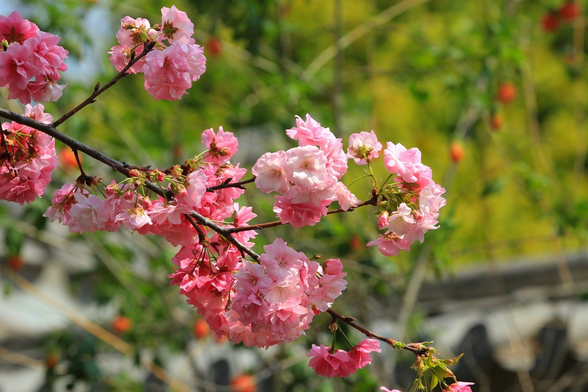 2022年摄影花卉一167