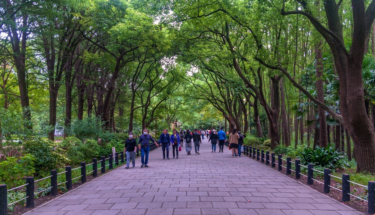 森林公园菊花展