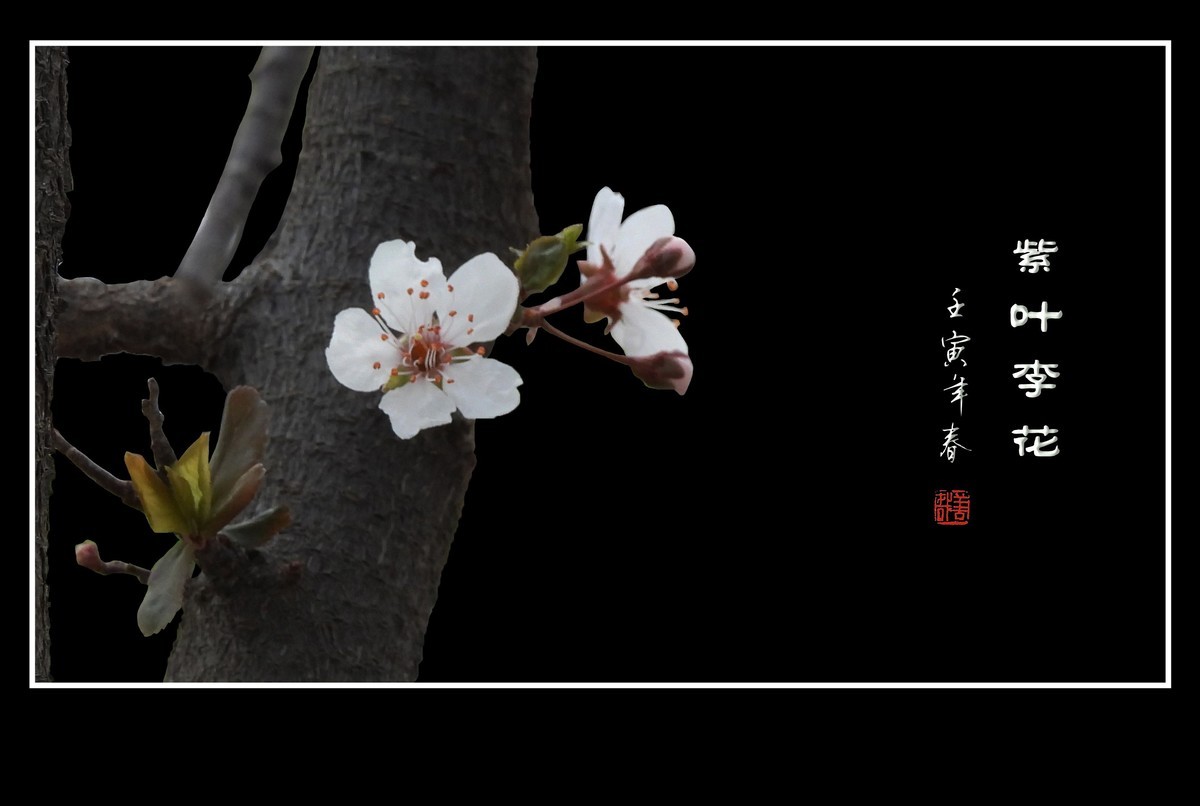 老干发新花的紫叶李花