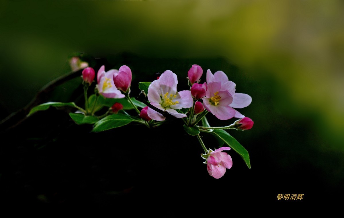 西府海棠花正浓