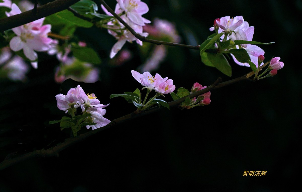西府海棠花正浓