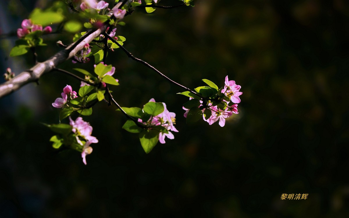 西府海棠花正浓