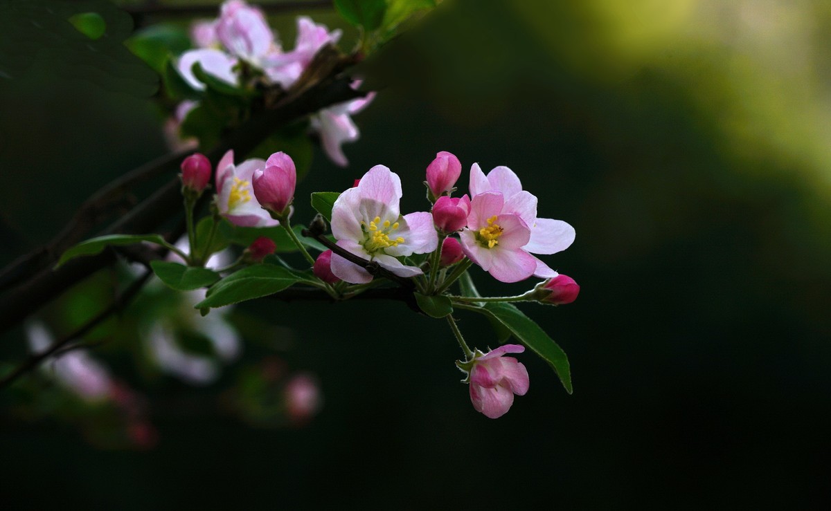 西府海棠花正浓
