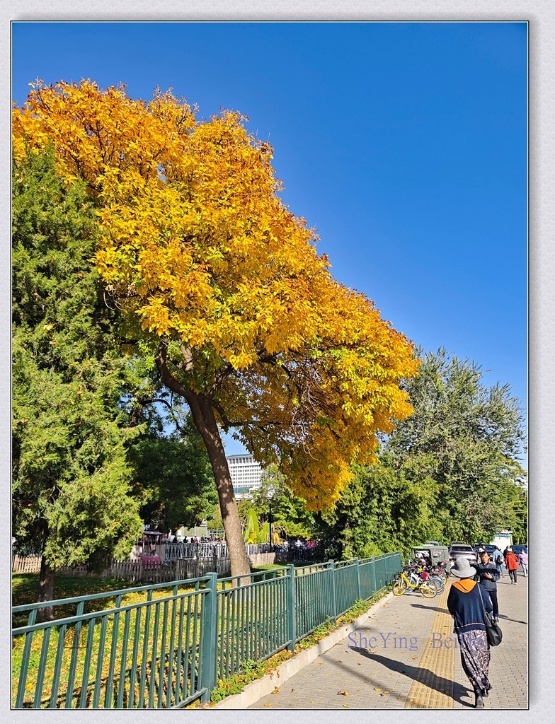 北京西山国家森林公园-续