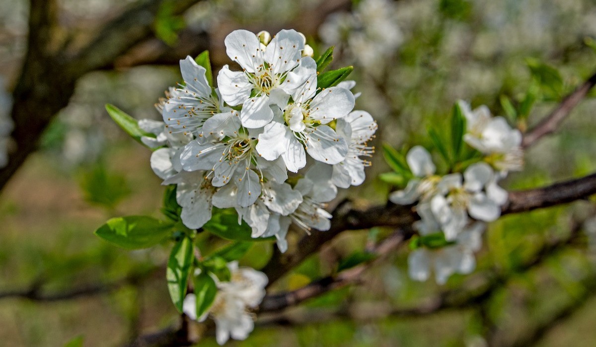 3月22日，青白江区逍遥坪村二组拍李花。