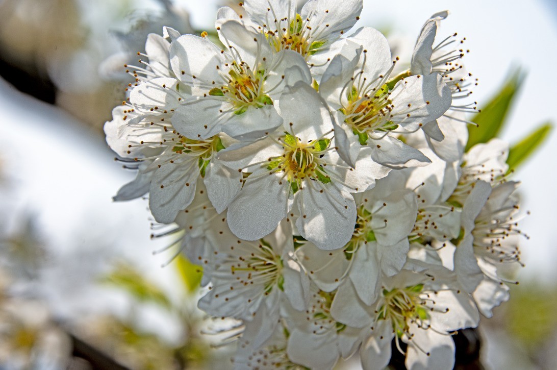 3月22日，青白江区逍遥坪村二组拍李花。