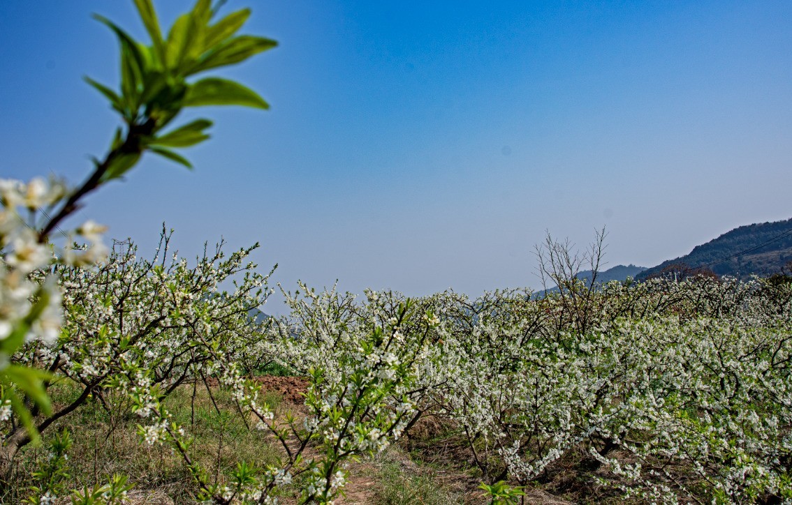 3月22日，青白江区逍遥坪村二组拍李花。