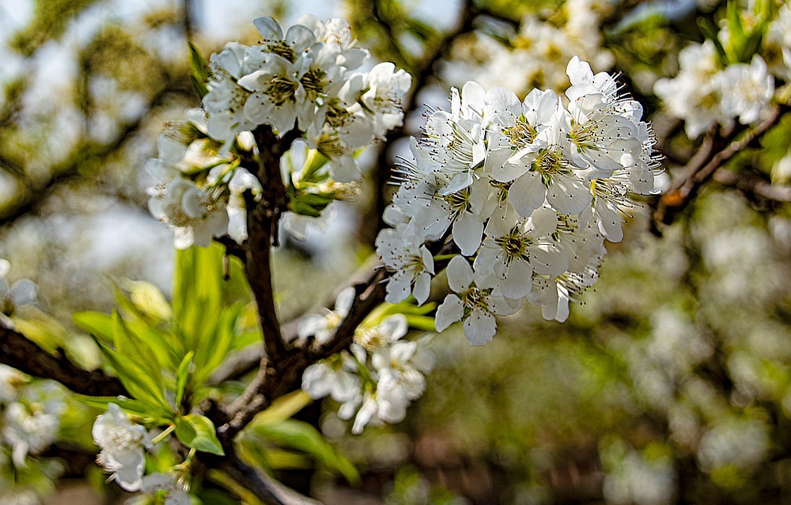 3月22日，青白江区逍遥坪村二组拍李花。