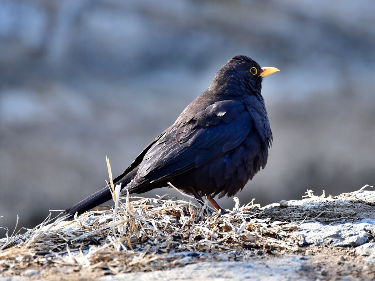 【视觉光影】随拍几张杂片