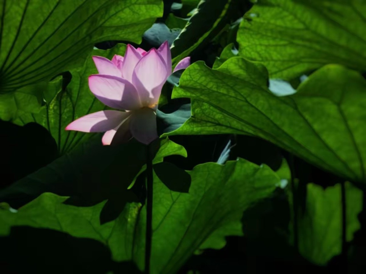 荷花池畔慧风生