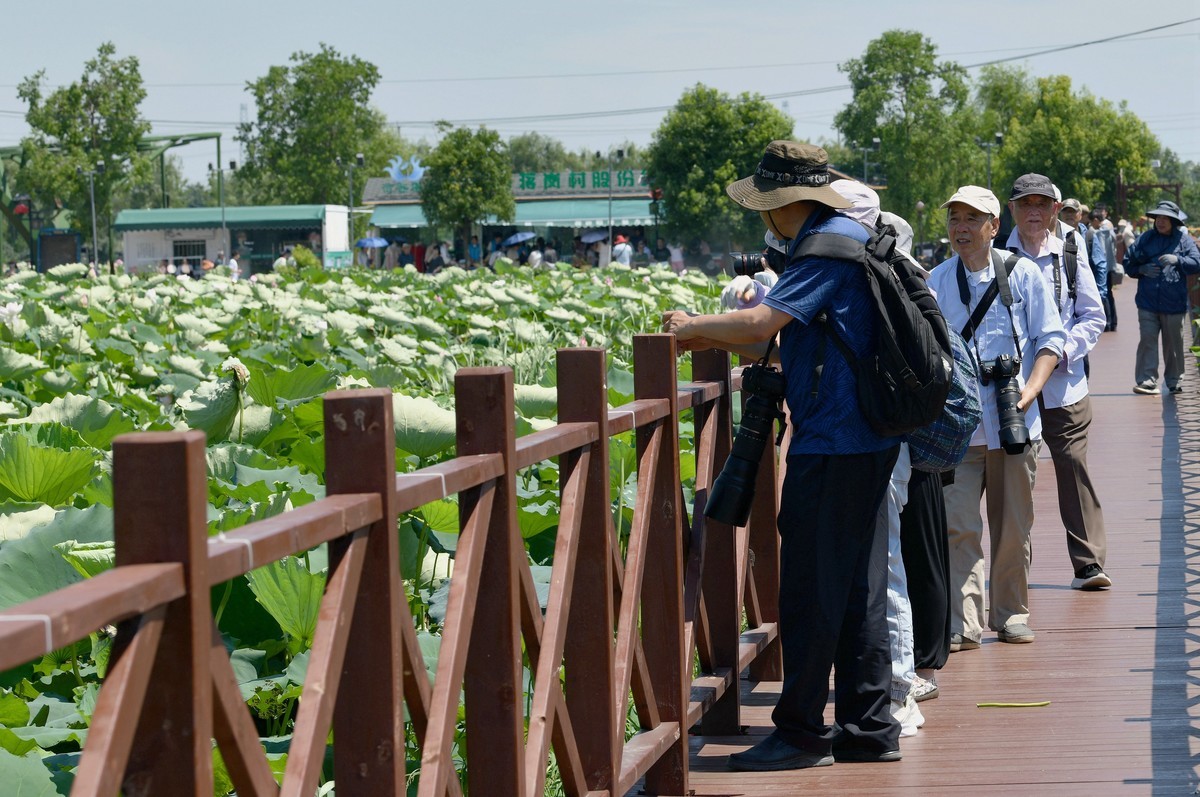 酷暑天的拍荷人