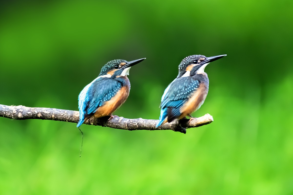 首次来星空(中国)，发几张D500打的呆鸟