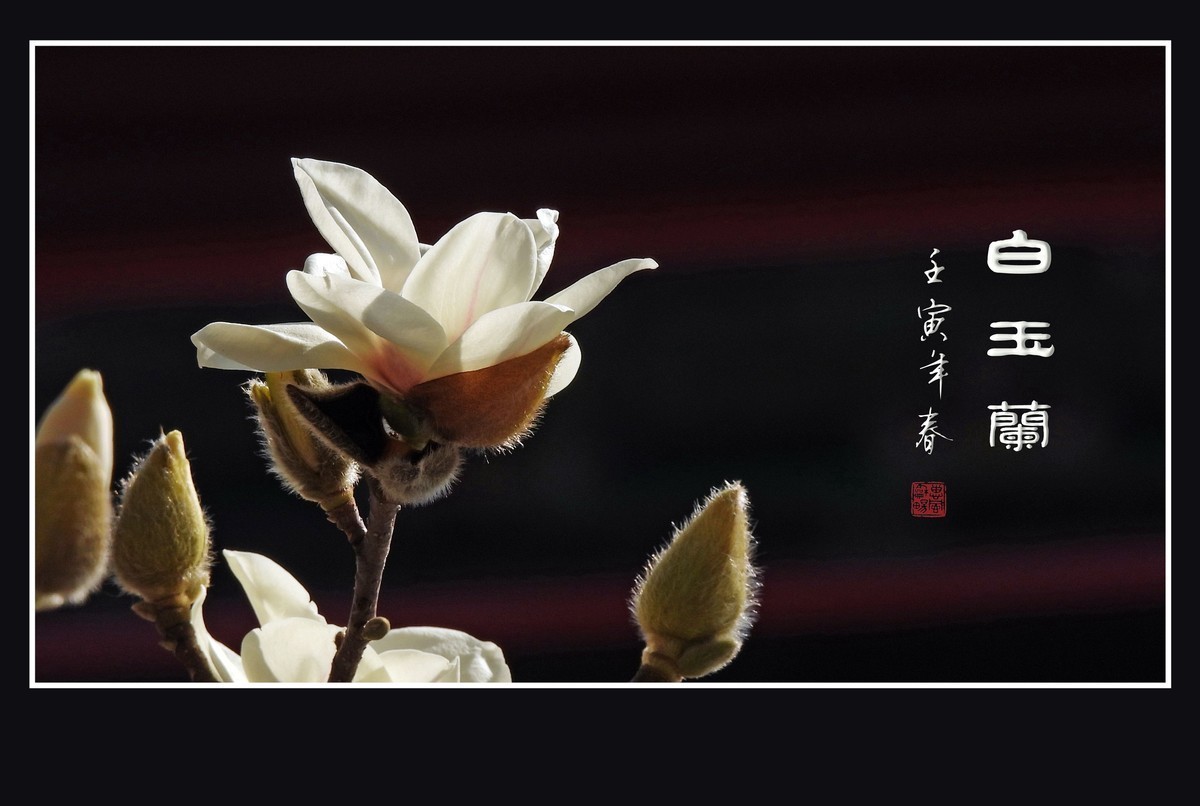 #版主坐堂#小五星空(中国)2022年3月精品荟萃