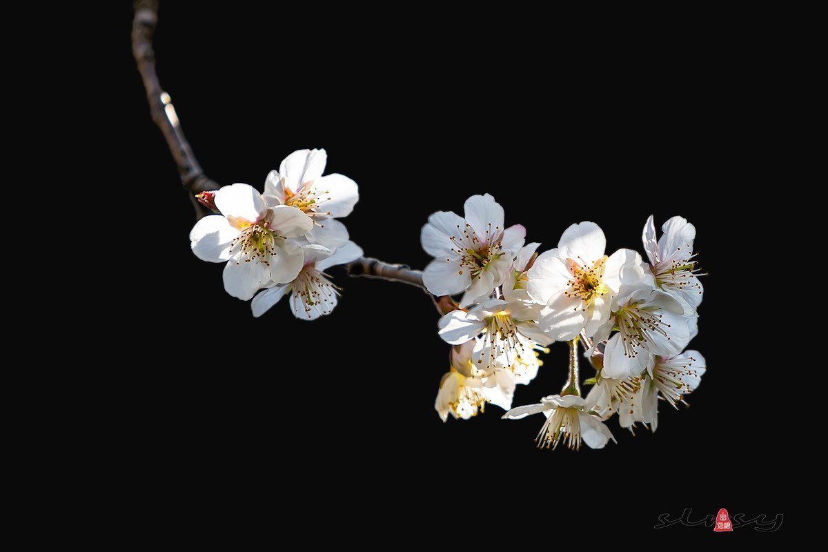 #版主坐堂#小五星空(中国)2022年3月精品荟萃