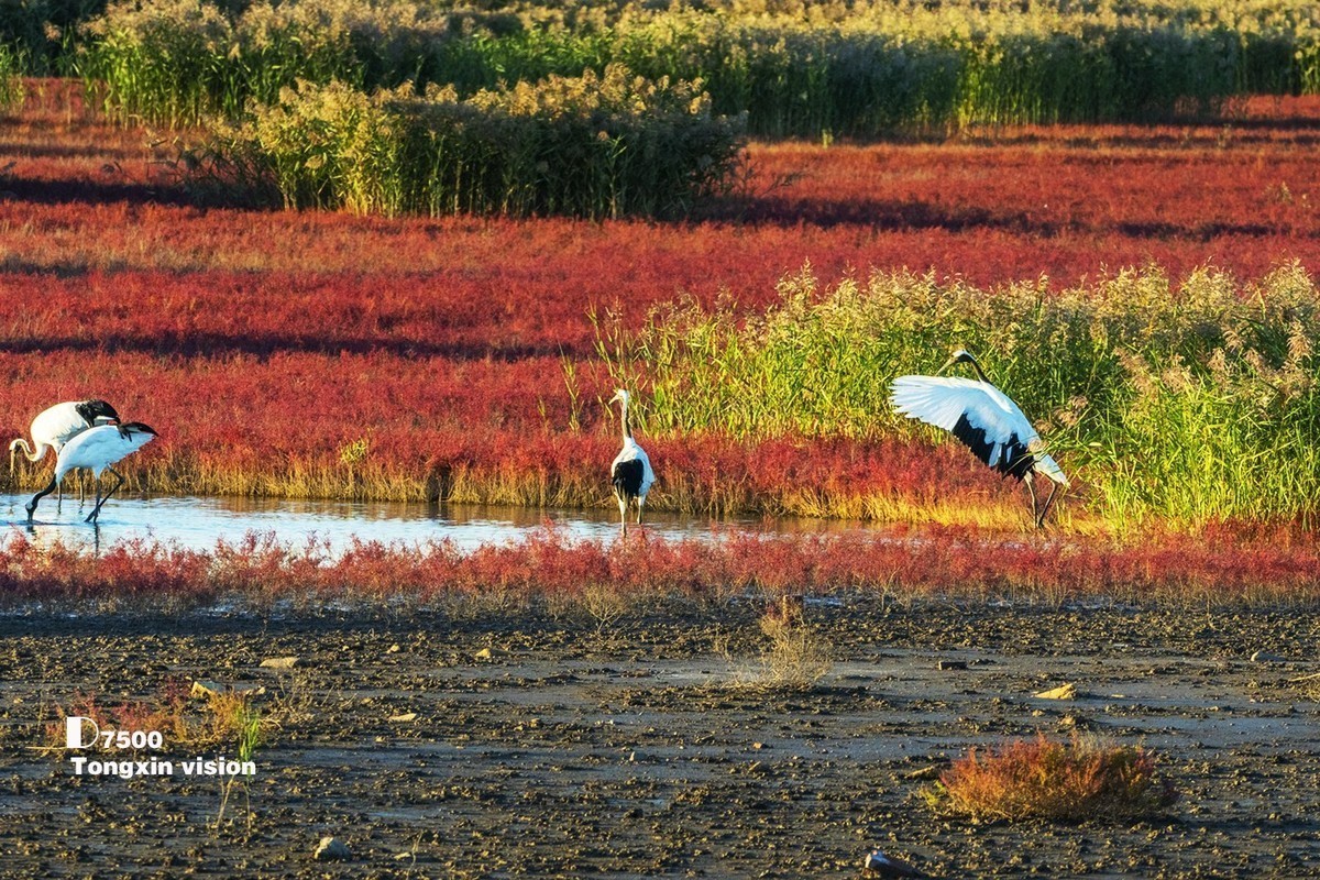 #版主坐堂#小五星空(中国)2022年3月精品荟萃