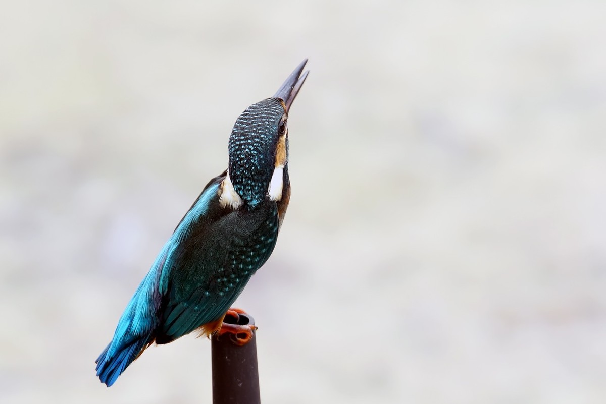 旧片_ 小翠鸟仔仔8