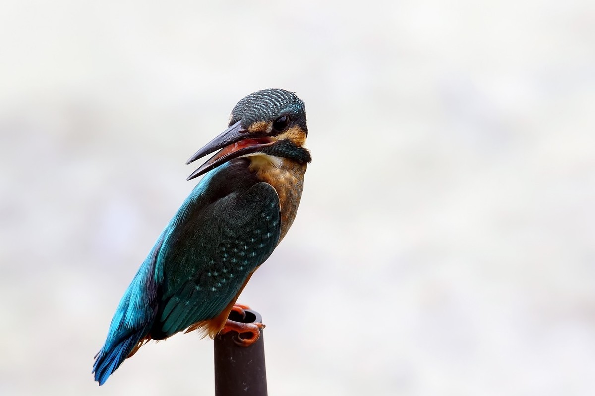 旧片_ 小翠鸟仔仔8