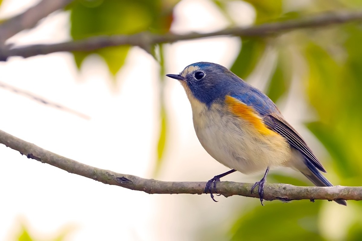 旧片_红胁蓝尾鸲