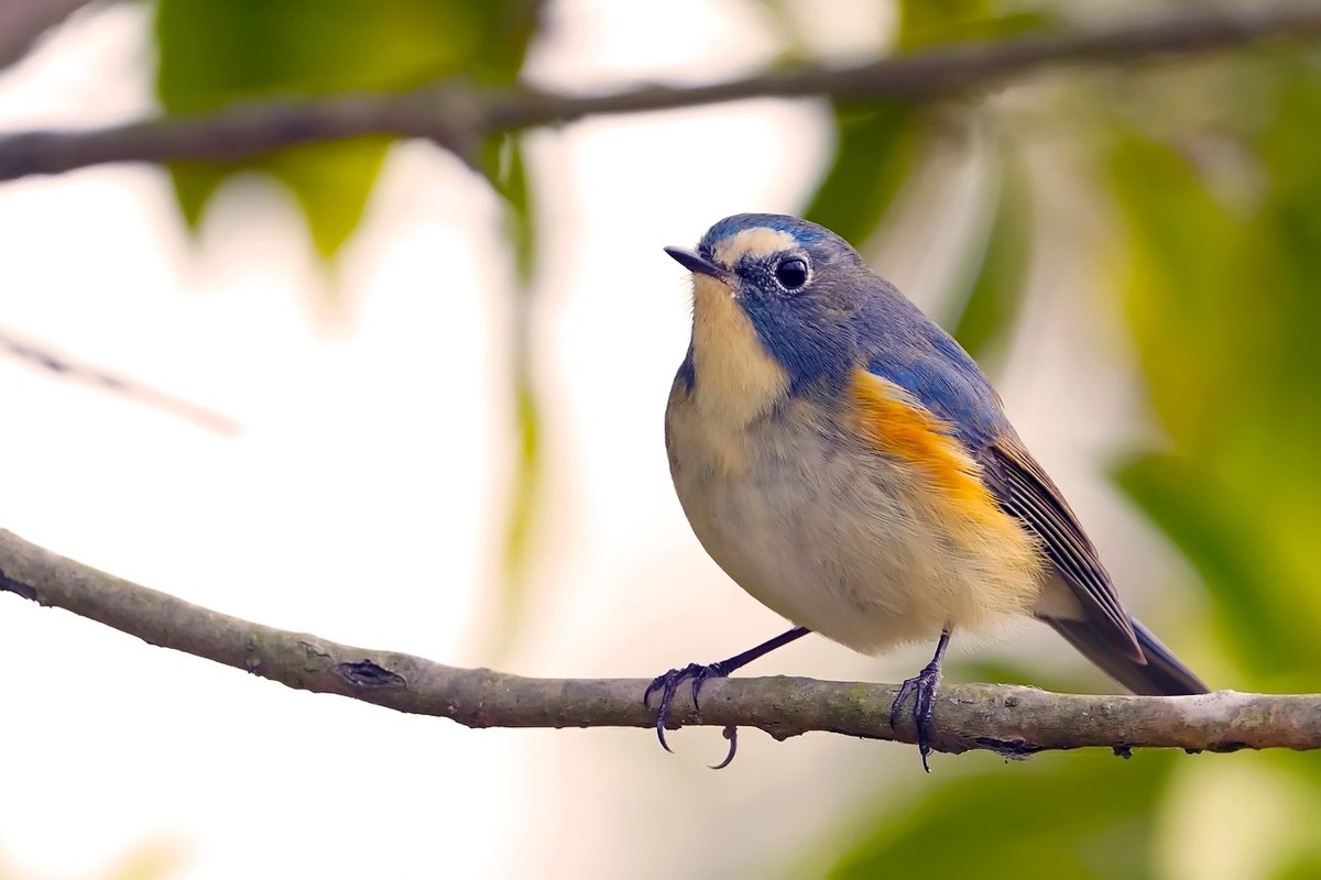 旧片_红胁蓝尾鸲